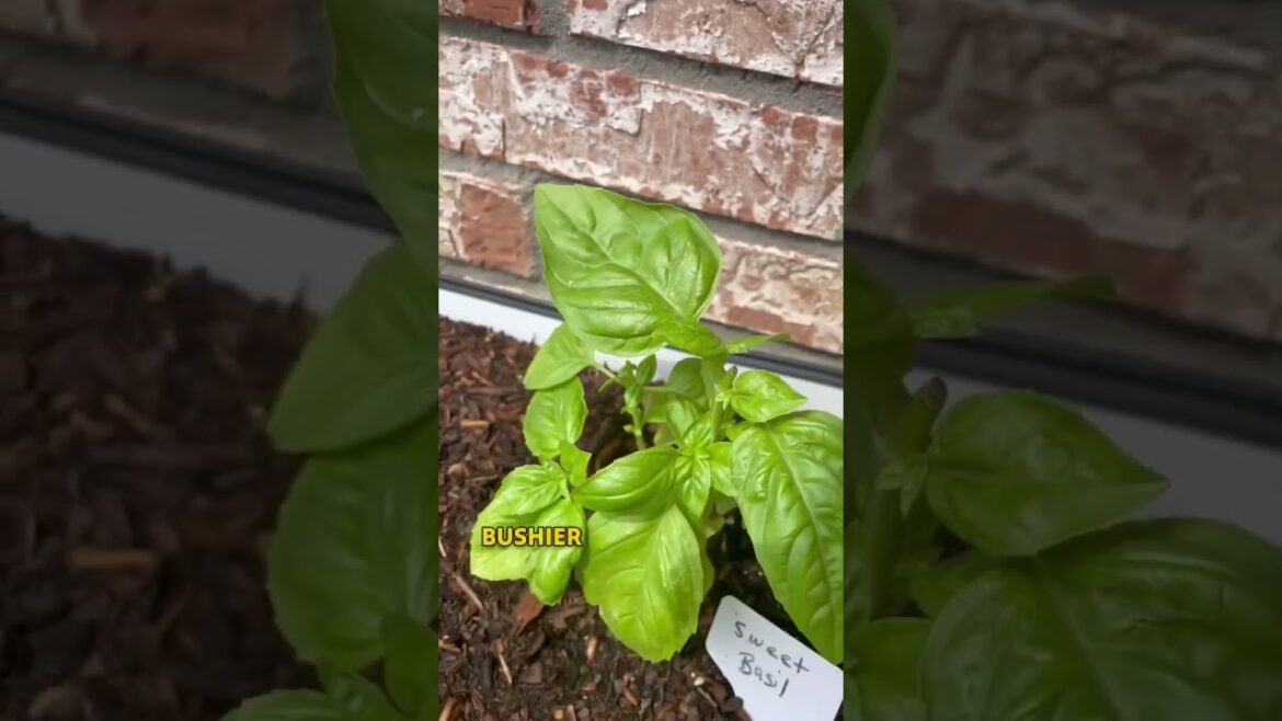 3 Quick Gardening Tips #3