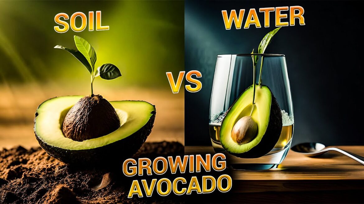 Growing Avocados with two different methods || Which one is the best?