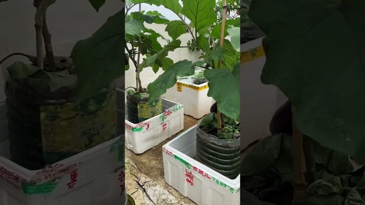gardening ideas for home/ Inspiring vegetable /plants gardening ideas for home/ Inspiring vegetable /plants