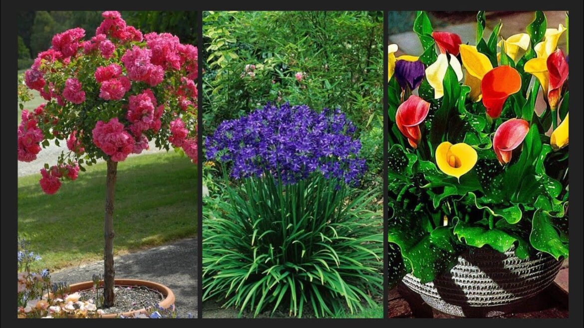 Amazing flowers gardening ideas for home || flowers front yard ideas