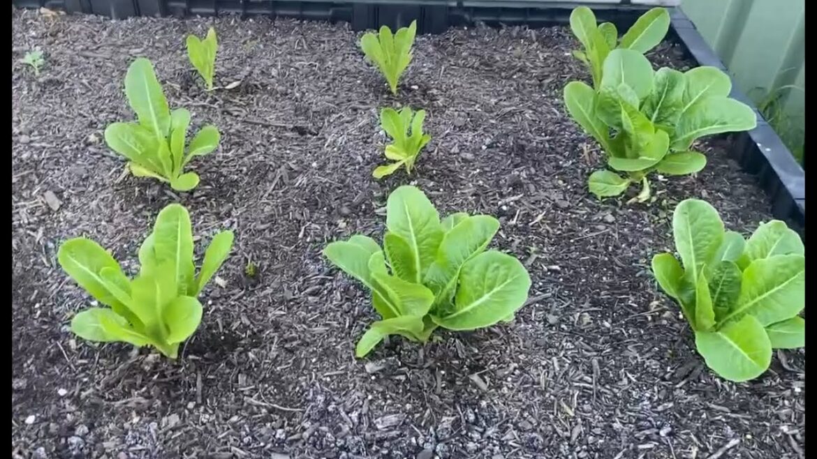 April 2023 Edible Garden Tour April 2023 Edible Garden Tour