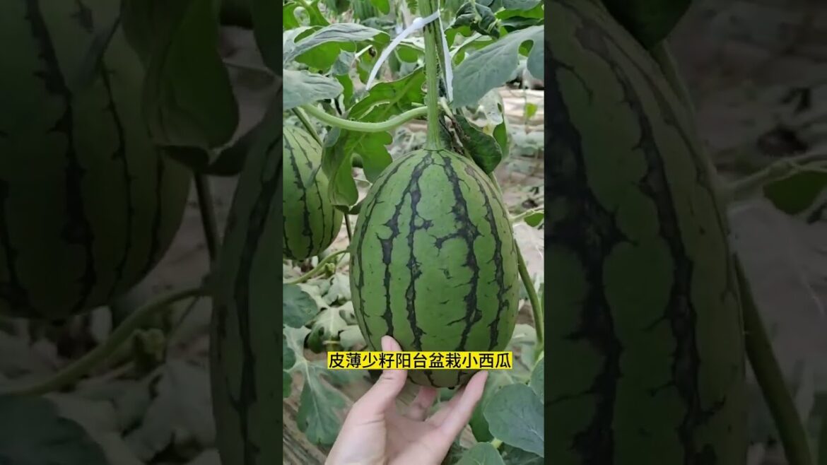 gardening ideas for home/ Inspiring vegetable /plants