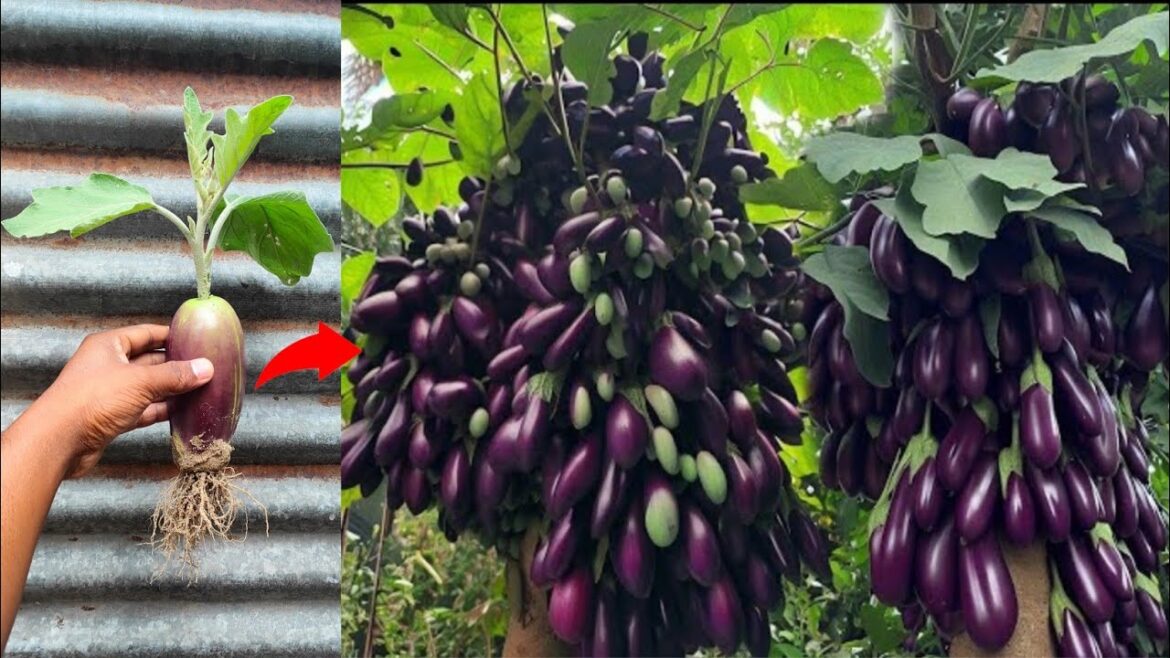 No need For a garden, used Plastic container to grow eggplant at home