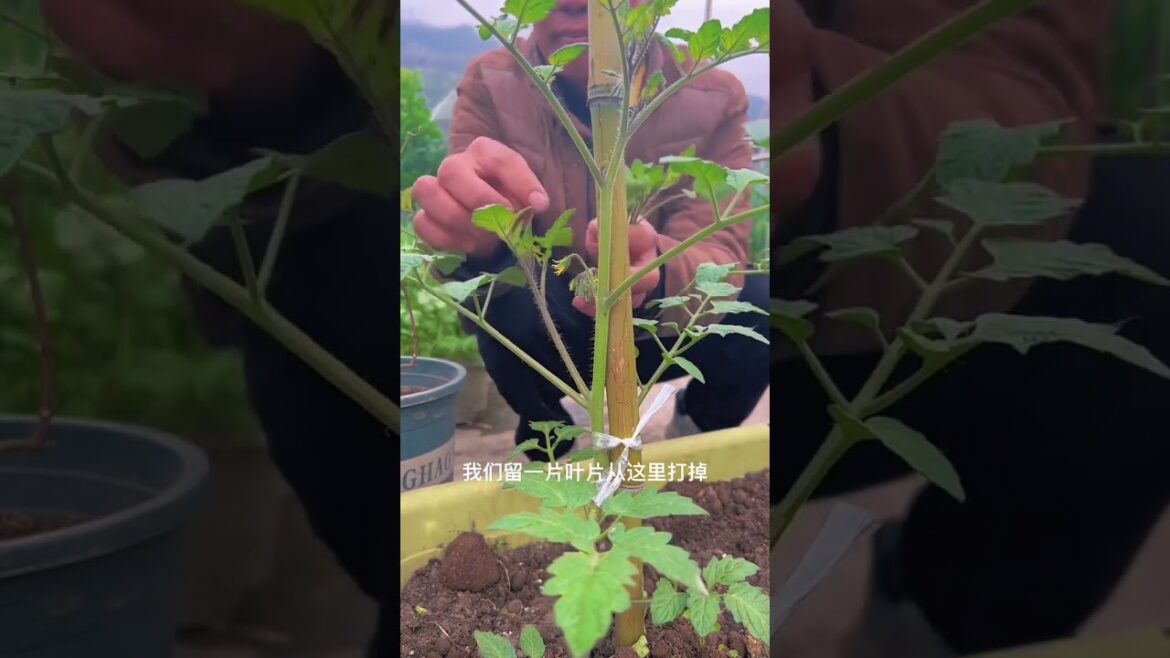 gardening ideas for home/ Inspiring vegetable /plants