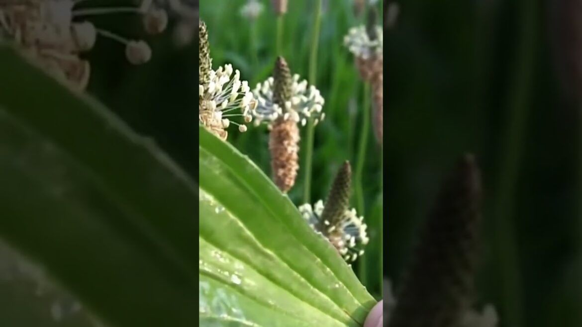 ๐ฟ Broadleaf Plantain: An Edible and Medicinal Plant That Has Many Uses! #shorts ๐ฟ Broadleaf Plantain: An Edible and Medicinal Plant That Has Many Uses! #shorts