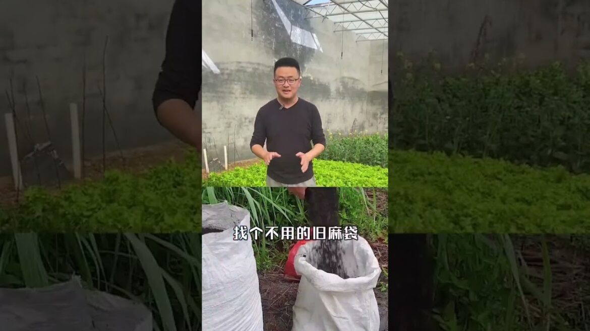 gardening ideas for home/ Inspiring vegetable /plants