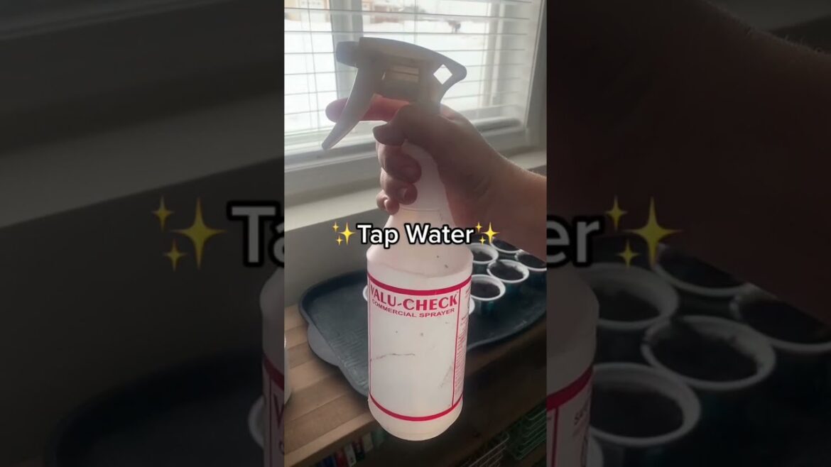 How to start seeds easily? | Home Gardening | Gardening Tips | Starting seeds #shorts How to start seeds easily? | Home Gardening | Gardening Tips | Starting seeds #shorts