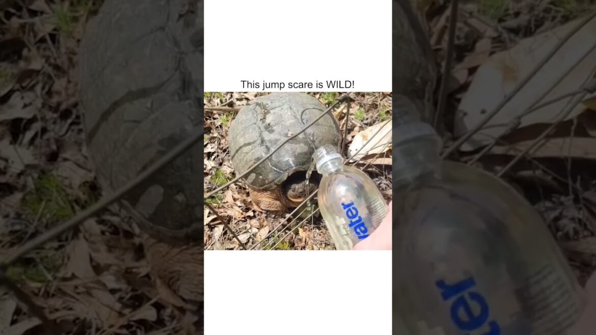 WILD Turtle Jumps at Hiker!