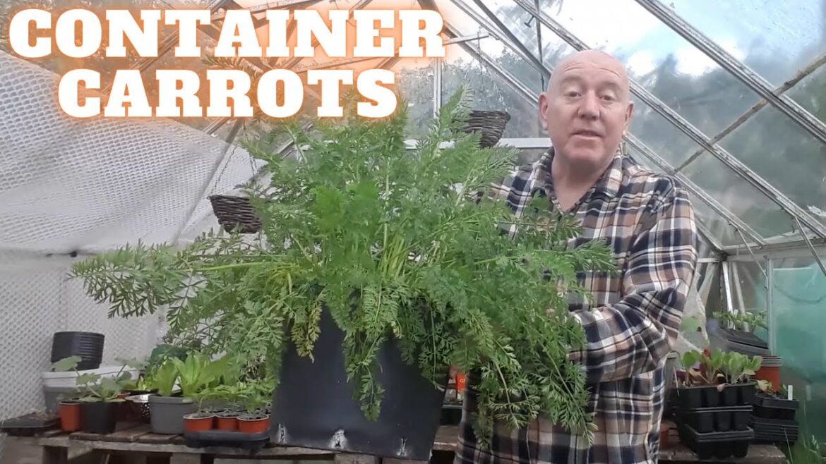 Grow Carrots In Containers Beat The Carrot Fly [Gardening Allotment UK] [Grow Vegetables At Home ]