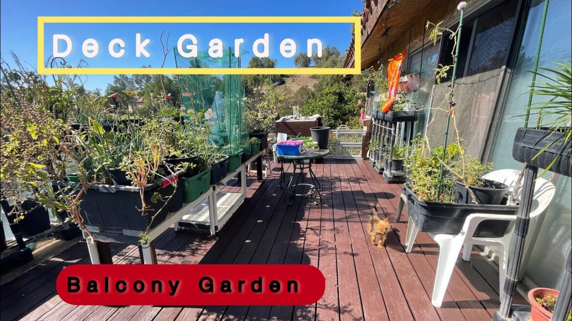Vegetable Deck Gardening on Balcony in Small Spaces Container Gardening TIPS in Pot Tote & Buckets Vegetable Deck Gardening on Balcony in Small Spaces Container Gardening TIPS in Pot Tote & Buckets