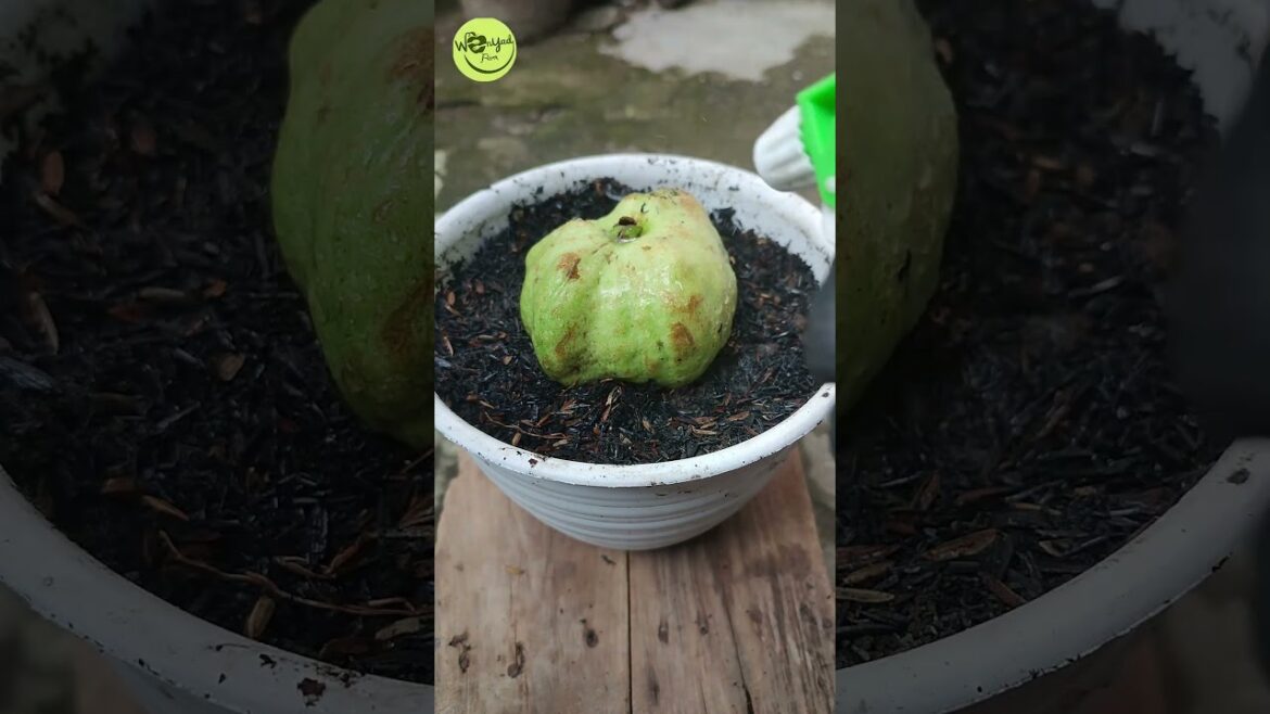 DIY Garden Ideas, How to Plant Guava Tree from fruits 🌱 Easy and 💯Successful #shorts