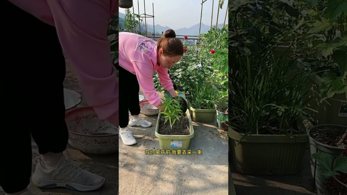 gardening ideas for home/ Inspiring vegetable /plants