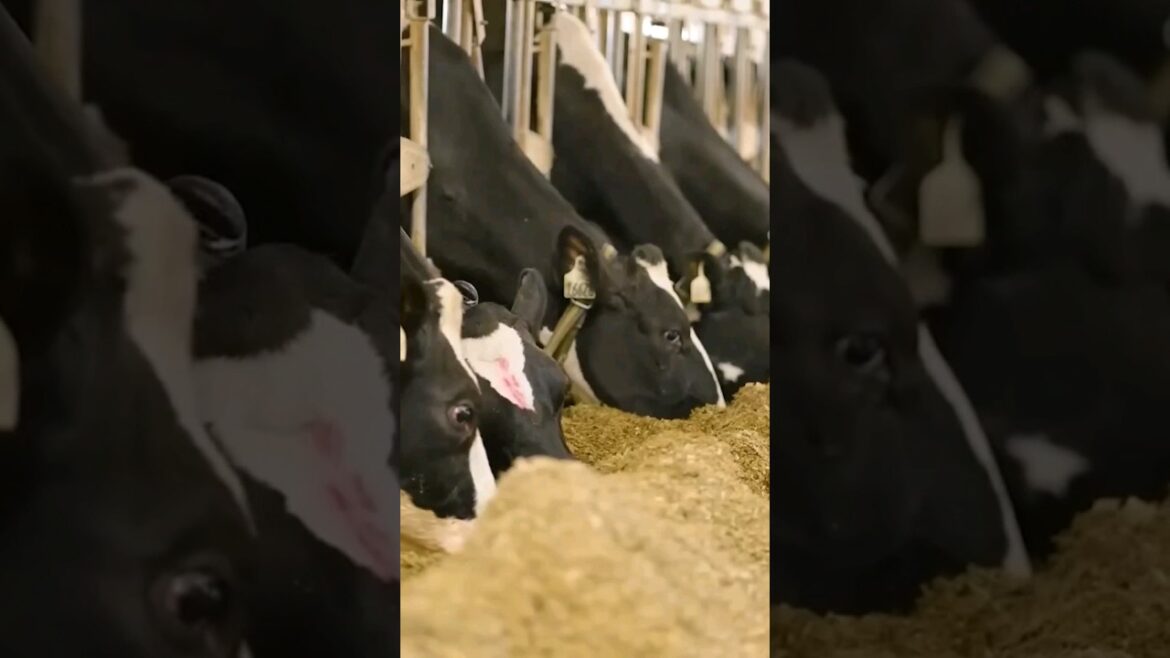 From milking and feeding to cleaning and waste management｜ Lely Group｜ Dairy farming industry short