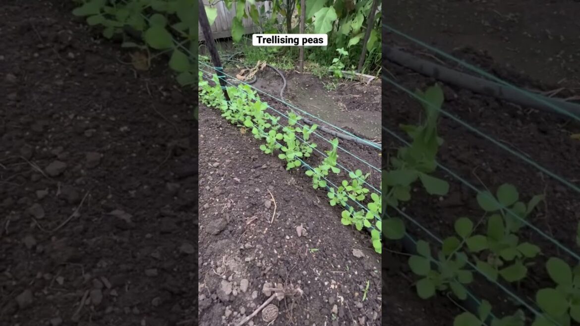 Trellising peas #gardening #vegetable #trellis #peas #growyourownfood #garden #peas