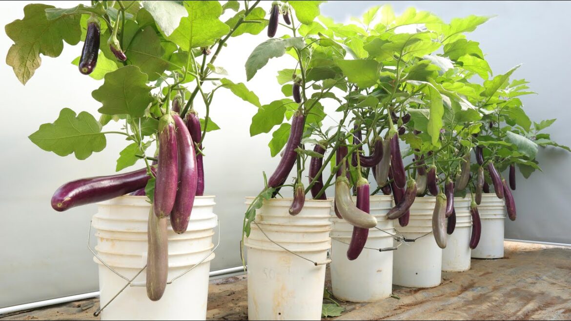 How to grow eggplant at home for many fruits and unexpected productivity