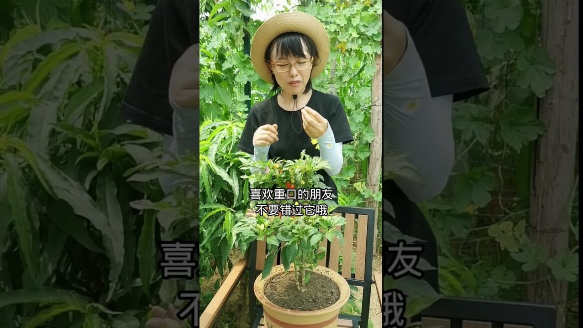 how to growth vegetable /gardening ideas for home