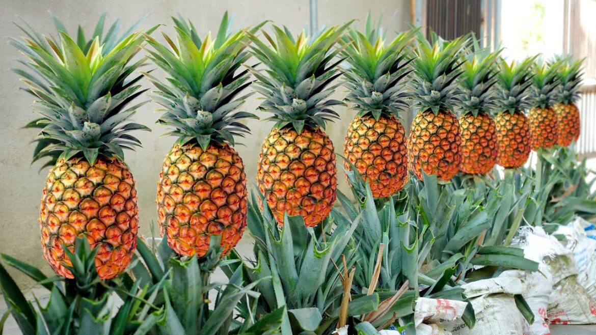 Tips For Growing Pineapple Super Fast From The Tops Discarded, Can’t Be Ignored Tips For Growing Pineapple Super Fast From The Tops Discarded, Can't Be Ignored