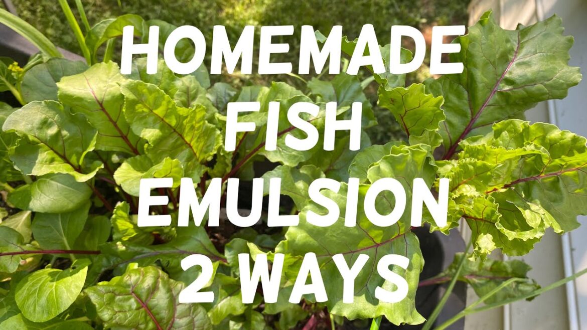 How to Make Homemade Fish Emulsion 2 ways | Fertilizer Shortage | Container Gardening