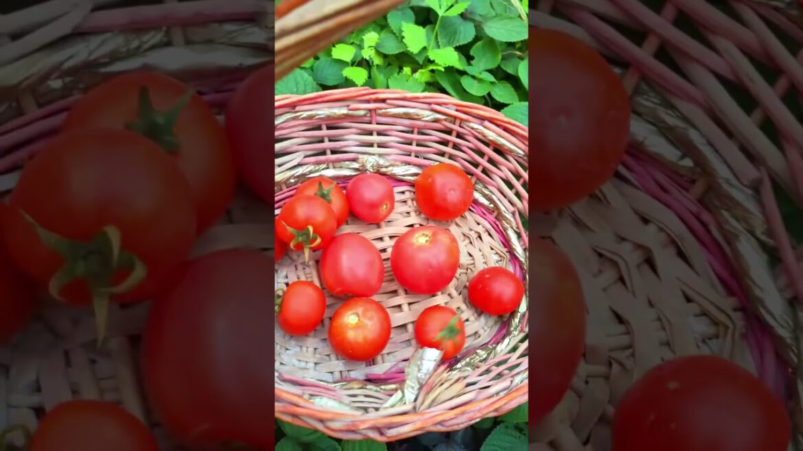 Picking Tomatoes on rooftop garden #vegetables #gardening G4773