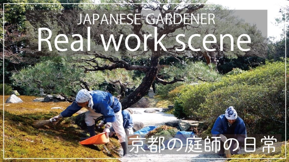 (Project.5) Real work scene of a gardener in Kyoto 1 -Pine pruning.