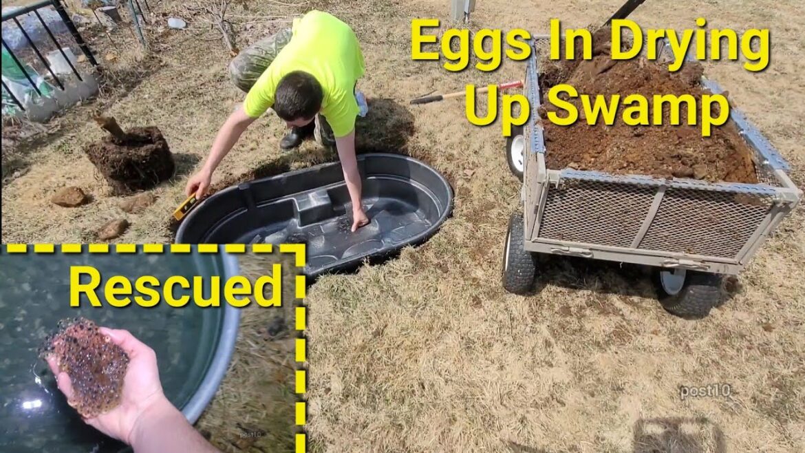 Building Frog Hatcheries And Gardening