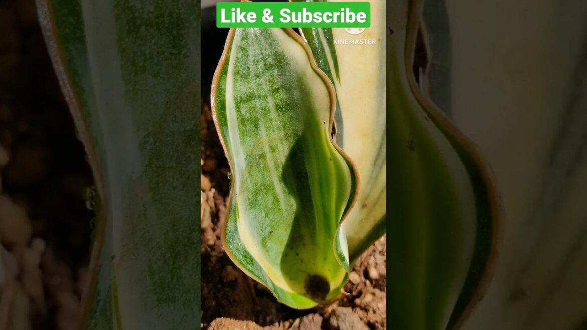 Whale fin snake plant 'Variegata'@Rooted Greens |Plant tips & care |#shorts #viral #shortvideo#grow