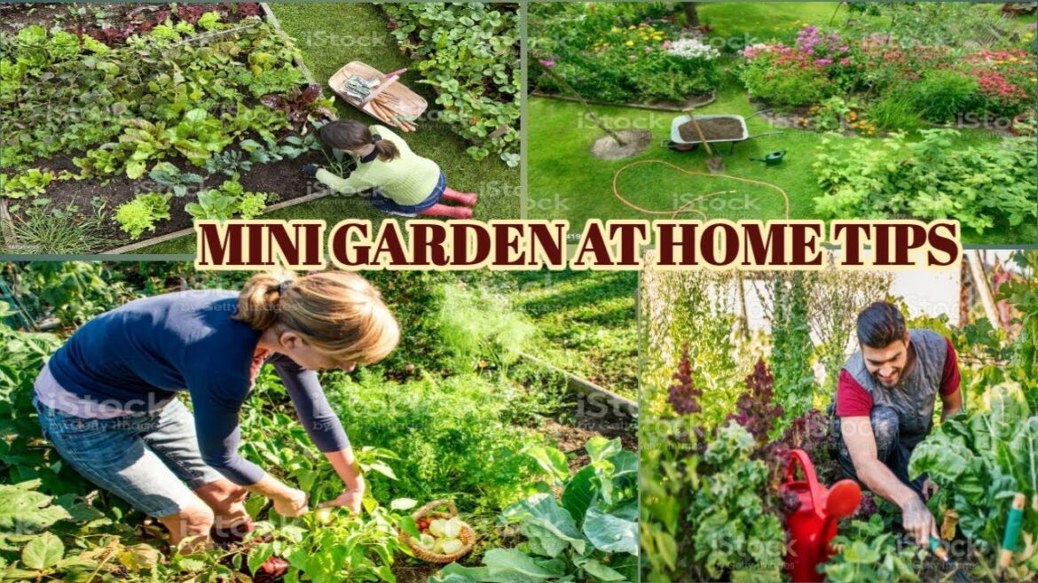 Mini Garden Ideas And Tips At Home || Plants and flowers Mini Garden Ideas And Tips At Home || Plants and flowers