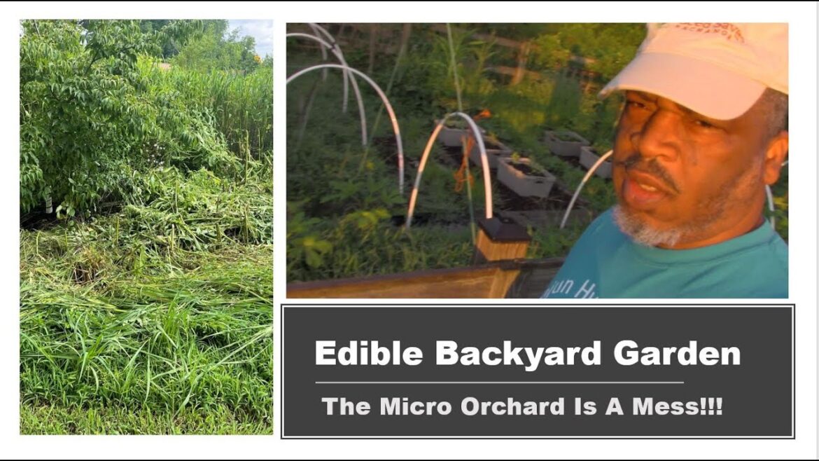 Edible Garden Update | Early Morning Garden Walkthrough | Team Work Makes The Dream Work Edible Garden Update | Early Morning Garden Walkthrough | Team Work Makes The Dream Work