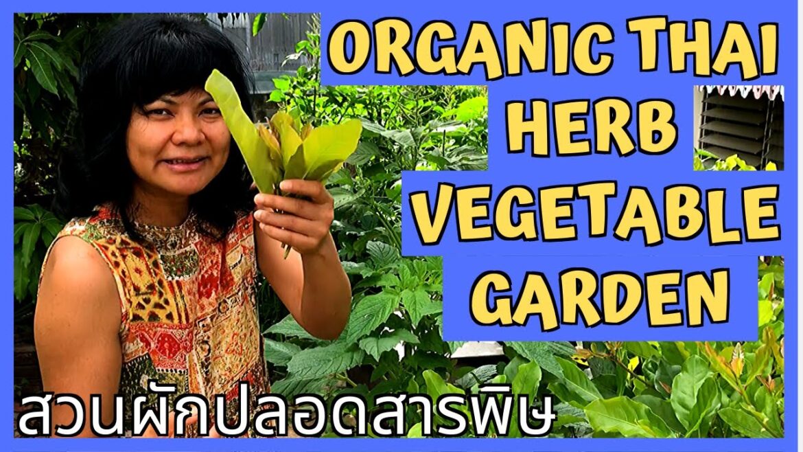 ORGANIC Thailand Vegetable Garden Backyard (THAI HERB, THAI VEGETABLE) ORGANIC Thailand Vegetable Garden Backyard (THAI HERB, THAI VEGETABLE)