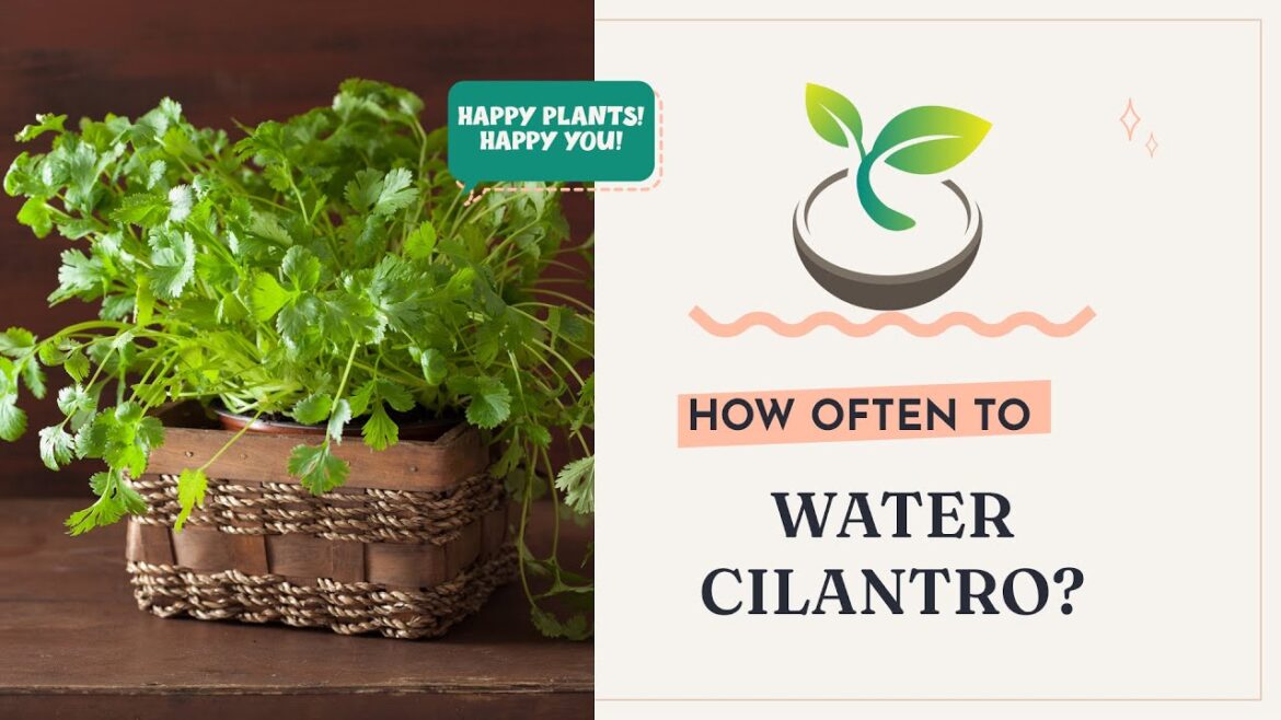 🍀🌸🌿Essential Gardening Tips: How Often to Water Cilantro for Perfect Growth!