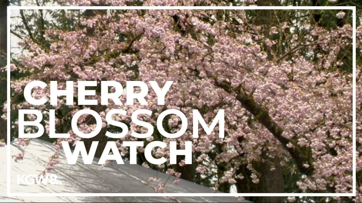 Cherry blossoms bloom at Portland’s Japanese Garden Cherry blossoms bloom at Portland's Japanese Garden
