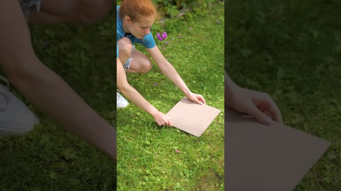 Easy hacks for growing plants and backyard decoration