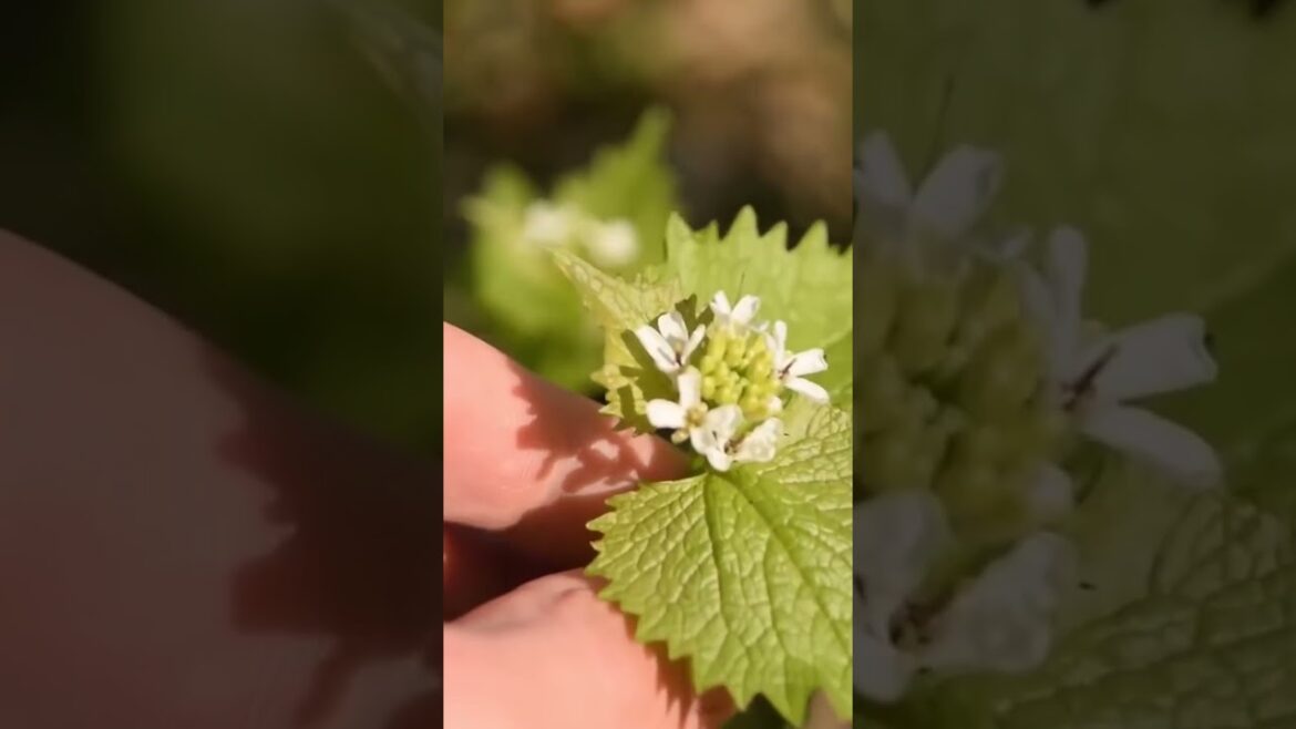 🌿 Garlic Mustard: A Wild Edible To Add A Lil' Spice To Your Life!