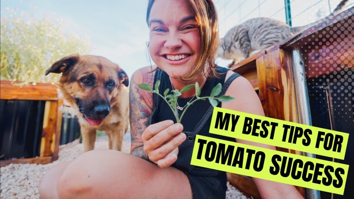 Roots and Refuge Farm: Tips for Tomato Growing Success (How to prune, trellis, and support your tomato garden) Tips for Tomato Growing Success (How to prune, trellis, and support your tomato garden)