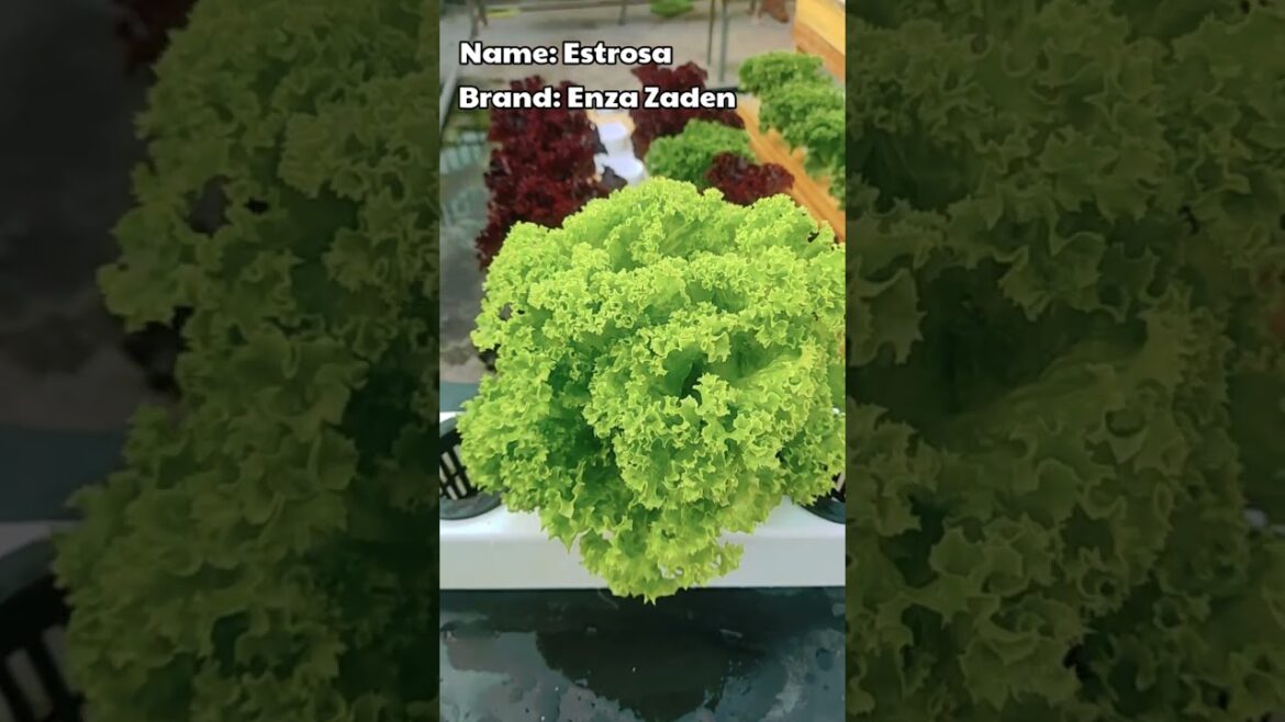 Lollo Bionda Lettuce #lettuce #hydroponics #planting #gardening #vegetables #samgyupsal