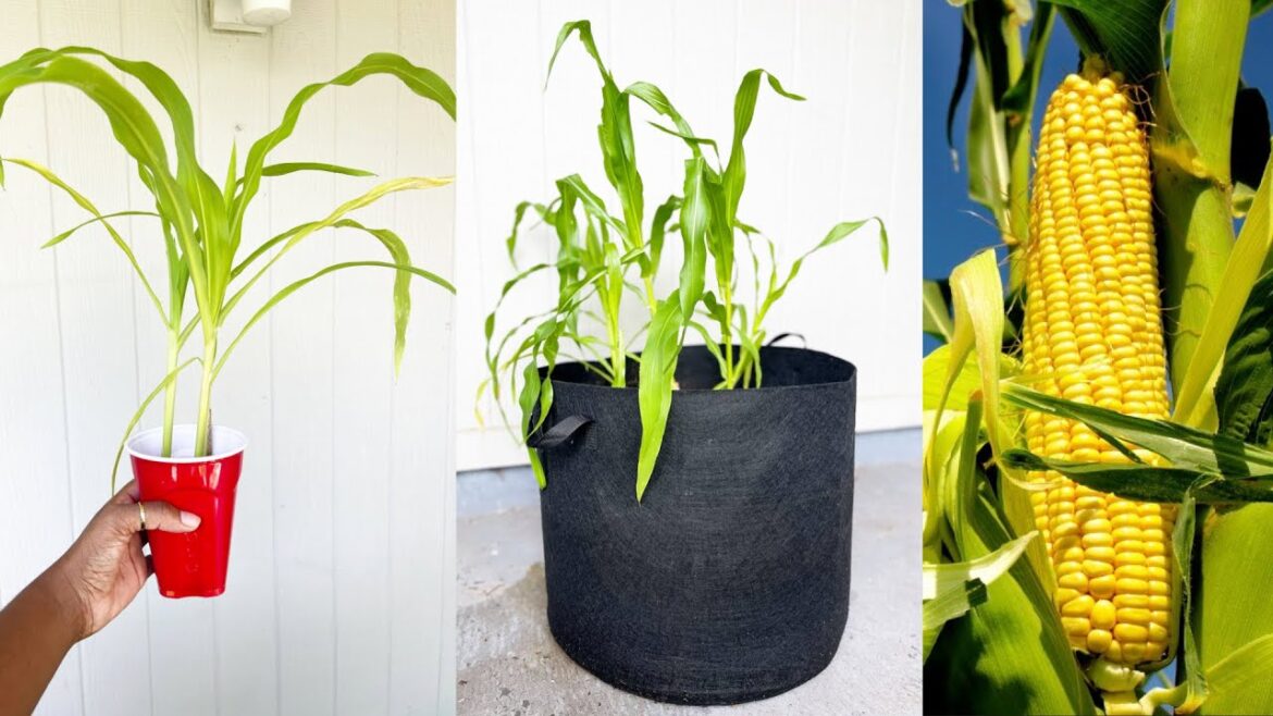 Grow Sweet Corn in 20 Gallon Grow Bag (Part 1 Container Gardening) Plant, Fertilize and Care Tips!