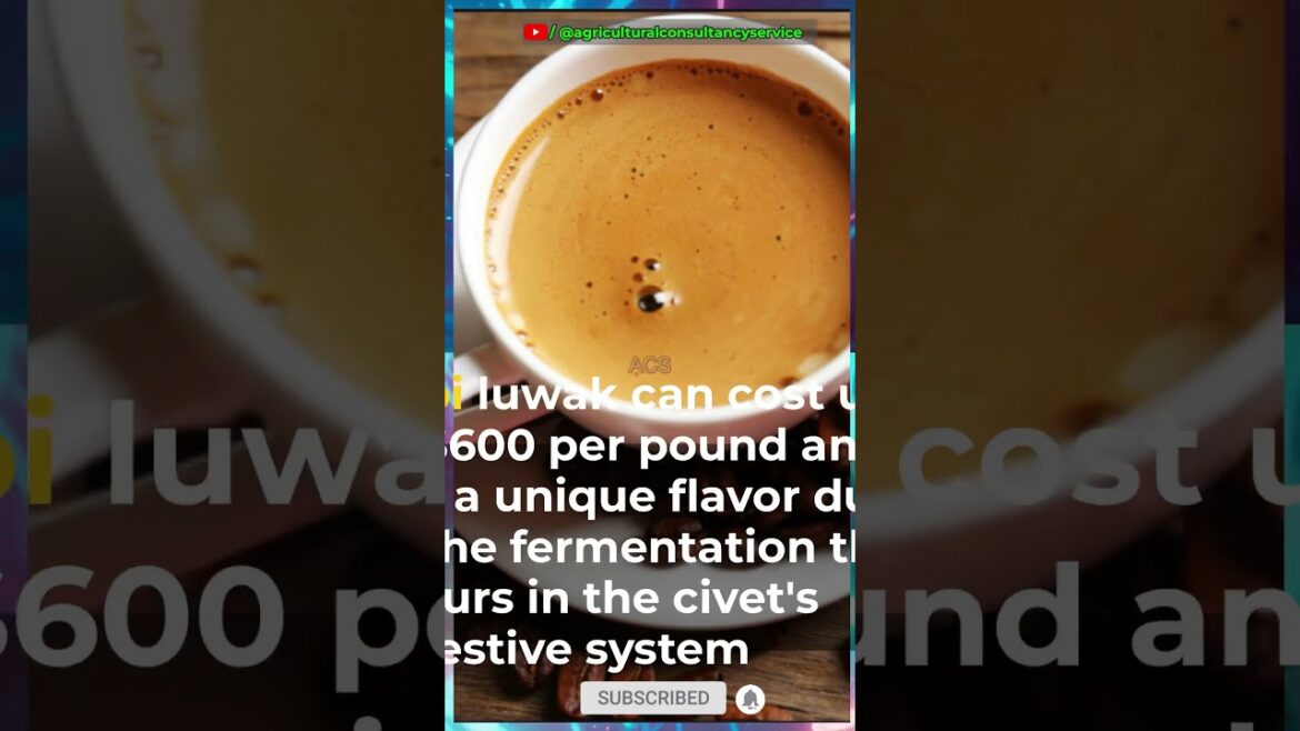 Agri knowledge | Precious Coffee | Kopi luwak | Coffee lover | Indonesian civet cat #agri #farmer Agri knowledge | Precious Coffee | Kopi luwak | Coffee lover | Indonesian civet cat #agri #farmer