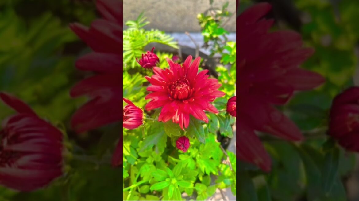 The hottest trends from the world of Flower garden 🌹 #shortvideo #youtubeshorts #viral #youtube #1k