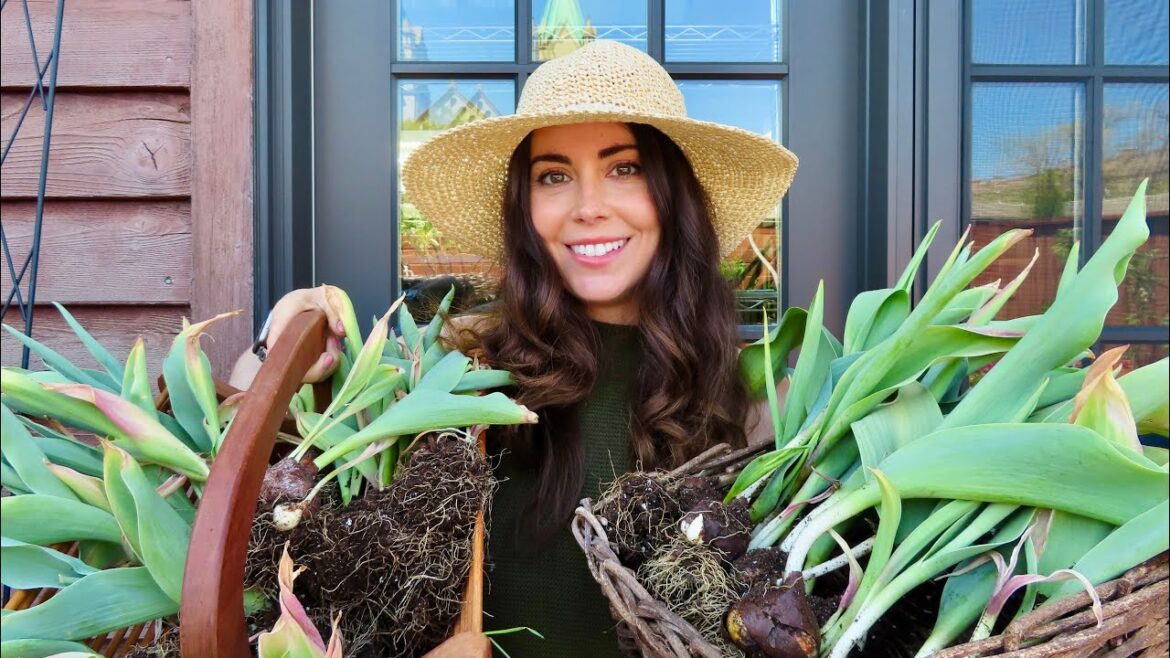 Transplanting Tulips from Pots to the Ground | Container Gardening