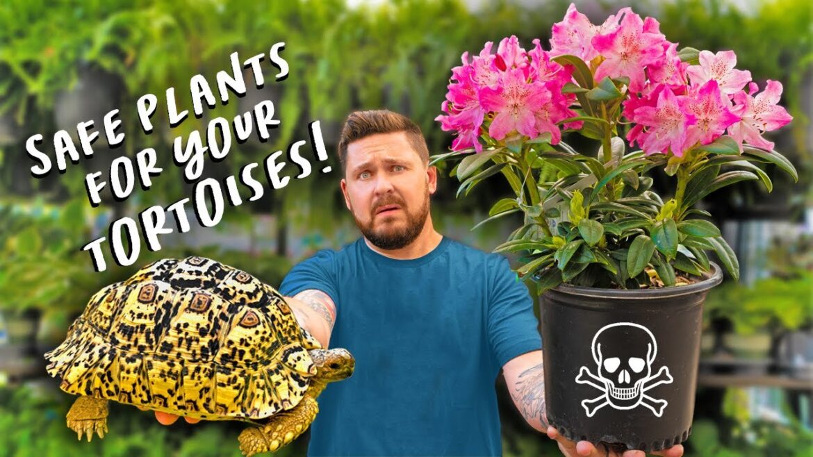 Save Your Tortoise’s Life with These Plants!