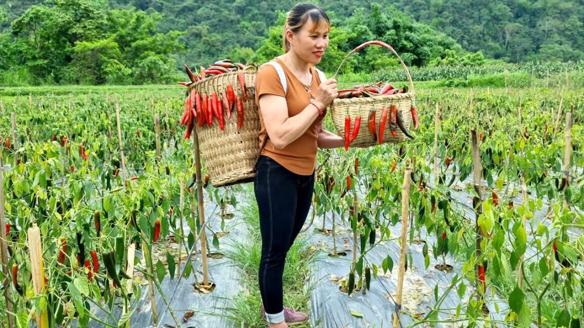 harvest, giant peppers bring to the market to sell, vegetable gardening | Ly Thi Dao harvest, giant peppers bring to the market to sell, vegetable gardening | Ly Thi Dao