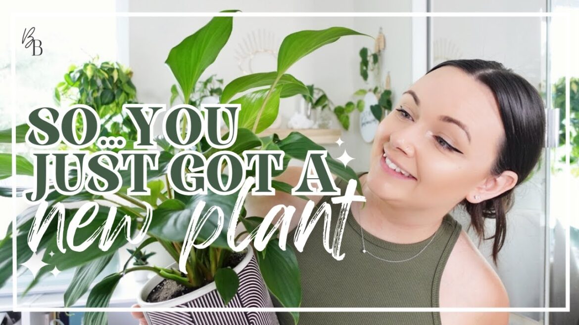 DOS & DON'TS For Bringing Home A New Plant | Houseplant Care | Buying A New Plant