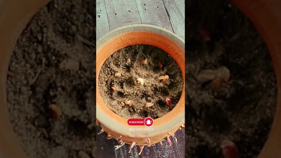 Grow 60 Onions in a small pot #shorts #gardening #vegetablegarden #gardeningtips #gardeninspiration