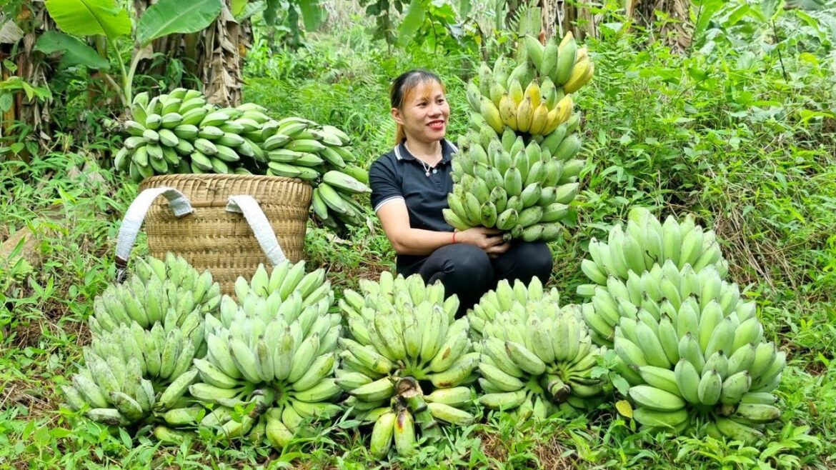 harvest, giant bananas bring to the market to sell, vegetable gardening | ly thi Đao