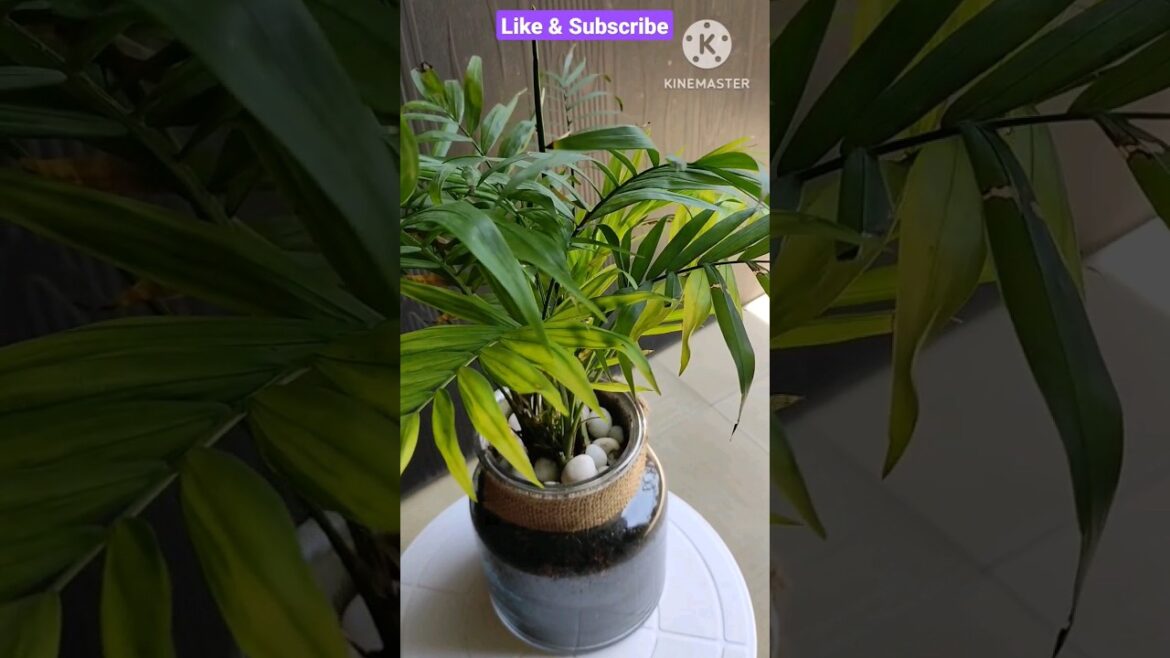 Areca Palm @Rooted Greens |plants care & tips|#viral #shorts #shortvideos#viralshorts #grow#indoor Areca Palm @Rooted Greens |plants care & tips|#viral #shorts #shortvideos#viralshorts #grow#indoor