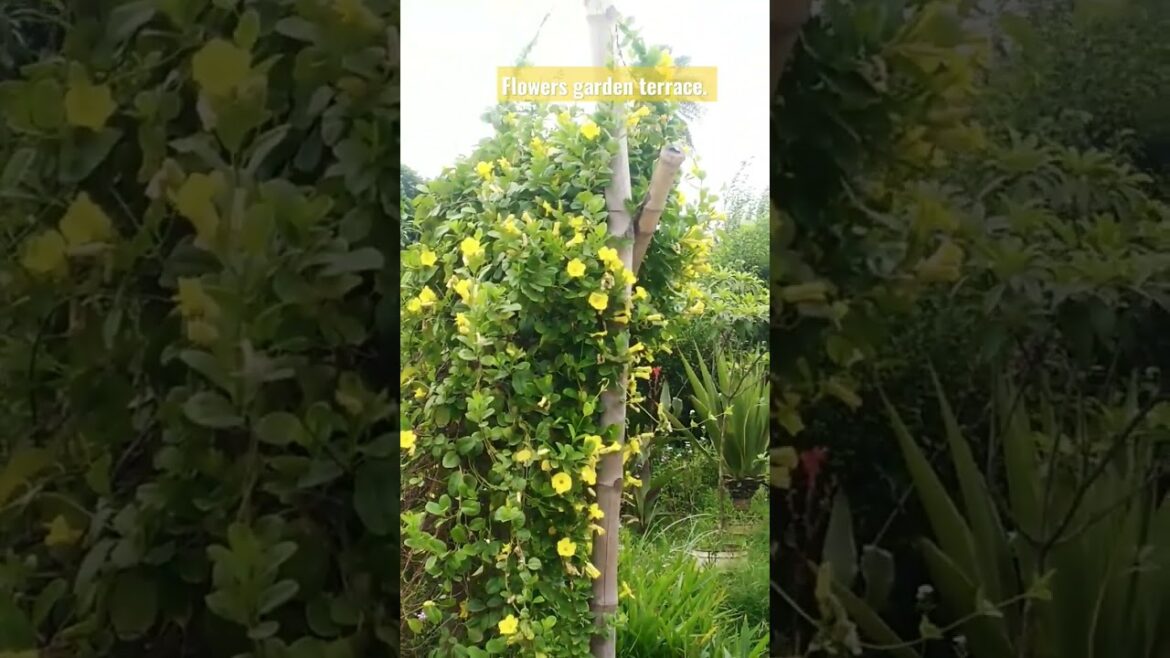 Flowers garden terrace. Garden design. Flowers tree. #flowers #shorts #short #viral #video