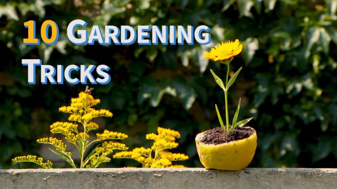 Garden Tips and Tricks [ManoMano UK]