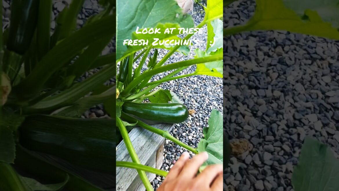 Summer 2022: Squash harvest from our backyard