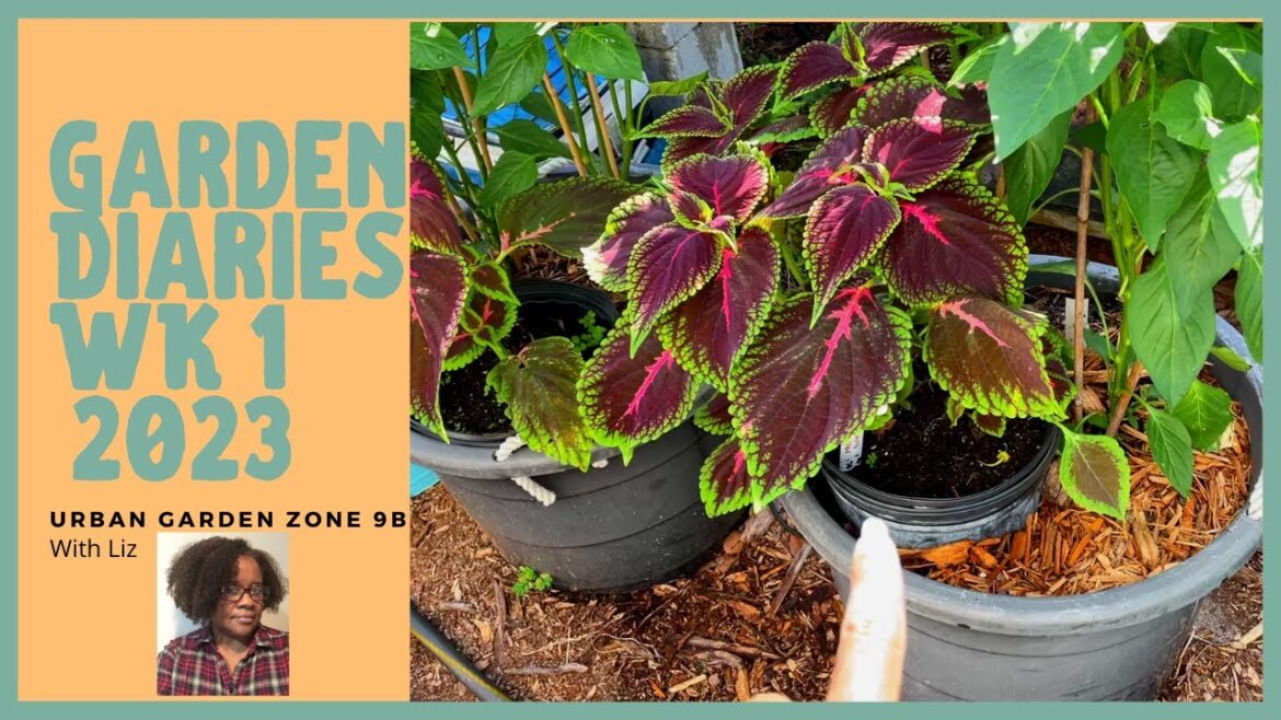 Container Garden Diaries Wk 1 Documenting Our Garden Journey Small Space Gardening Zone 9b