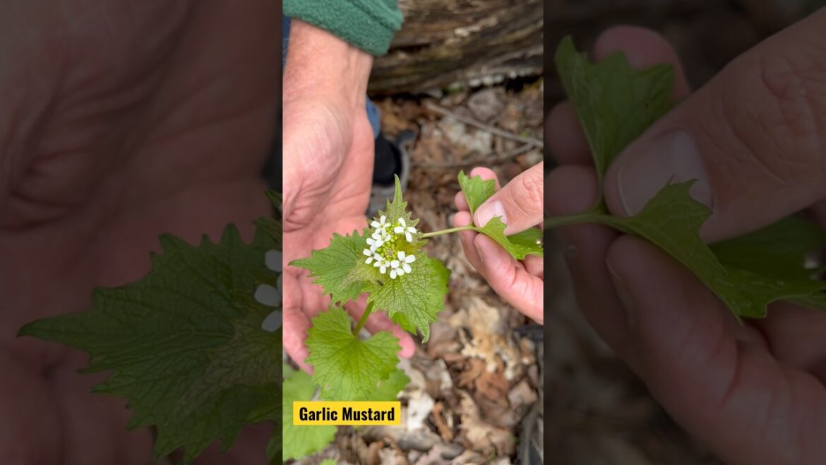 GARLIC MUSTARD • An edible Spring plant•••#shorts #short#,#nature #naturelovers #wildfoods